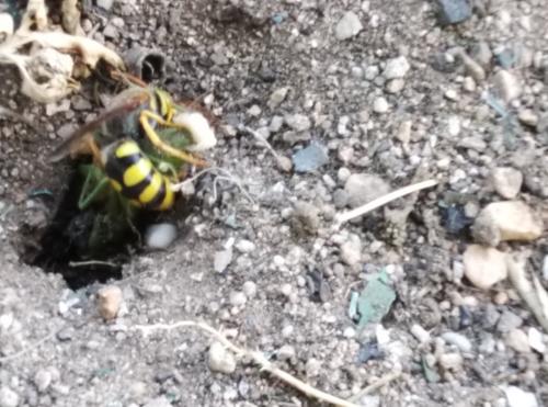 Stizus sp.